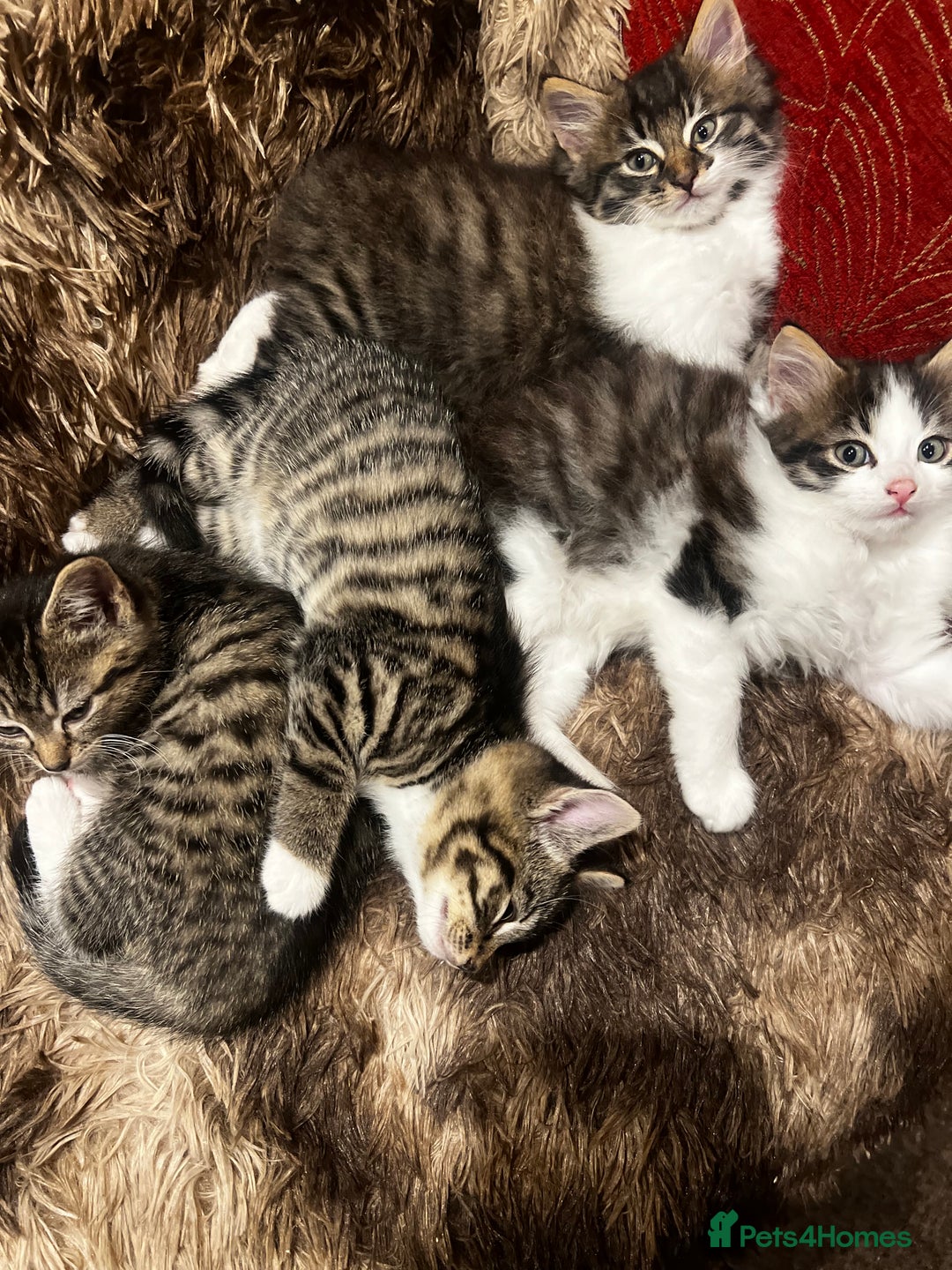 Bengal cats for sale: 2 male and 2 female kittens for sale x  - Image 1