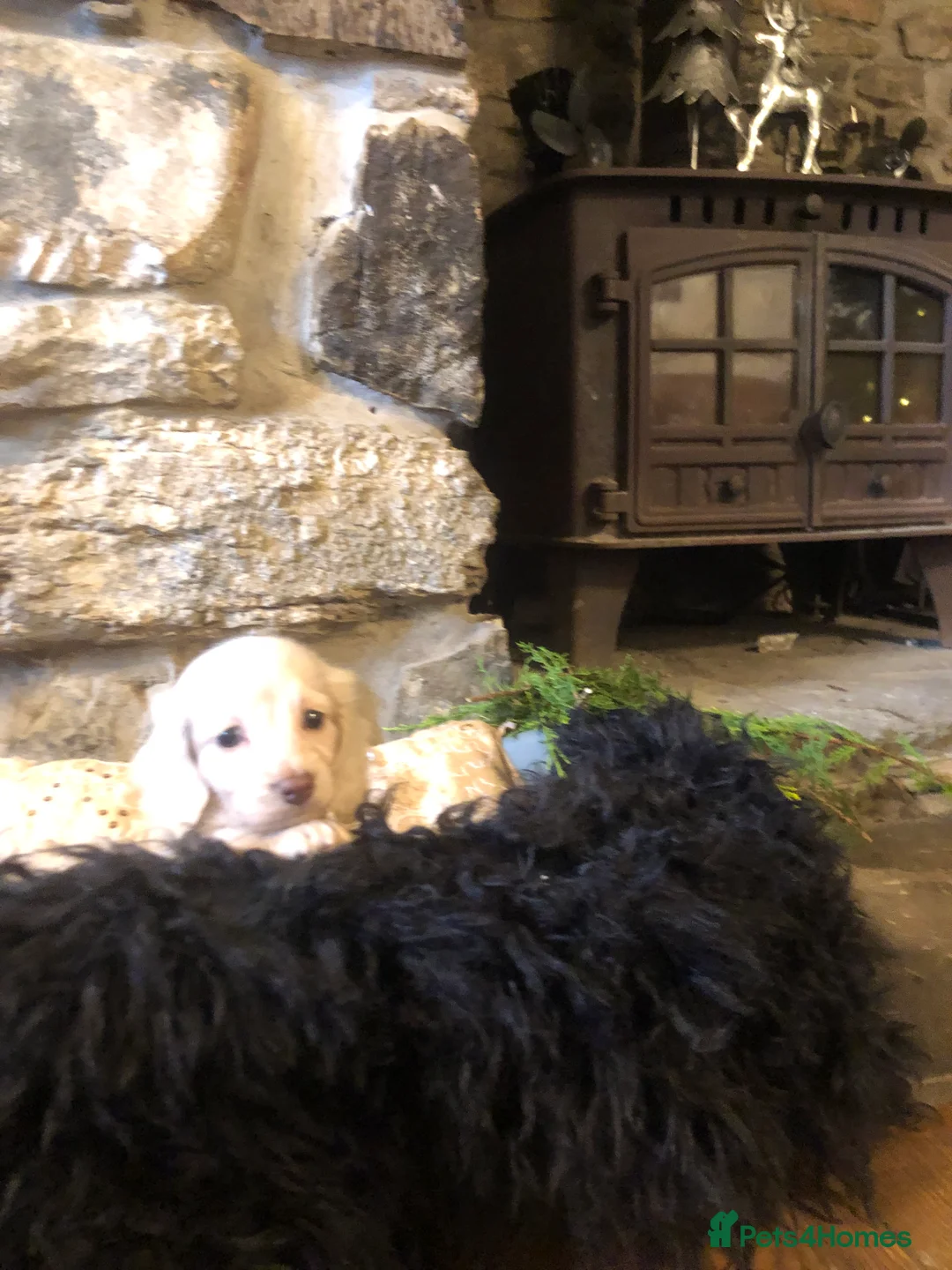 Miniature Dachshund dogs for sale: KC English Cream miniature dachshund  - Advert 8