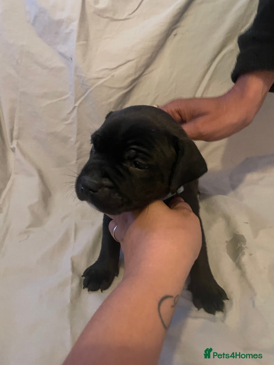 Staffordshire Bull Terrier dogs for sale: Staffordshire/American Staffordshire pups in Harrow - Image 7