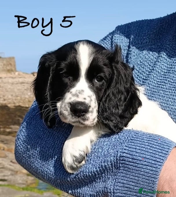 Cocker Spaniel dogs Exceptional KC Cocker Spaniel Puppies - Advert 2