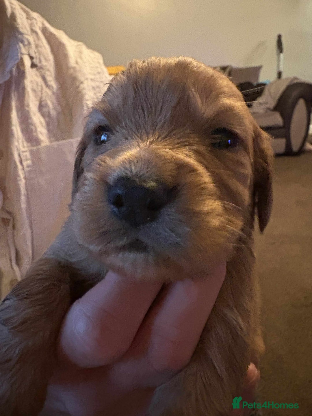 Cockapoo dogs for sale: Stunning litter of cockapoos  - Advert 27