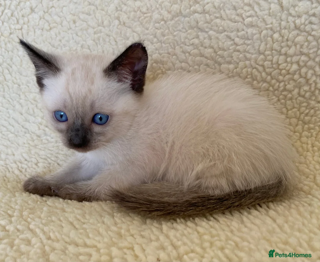 Siamese cats for sale: Traditional seal point siamese female kitten - Advert 2