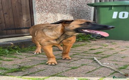 Mixed Breed dogs for sale: URGENT REHOME. Beautiful 6 month Belgian malinois  - Image 3