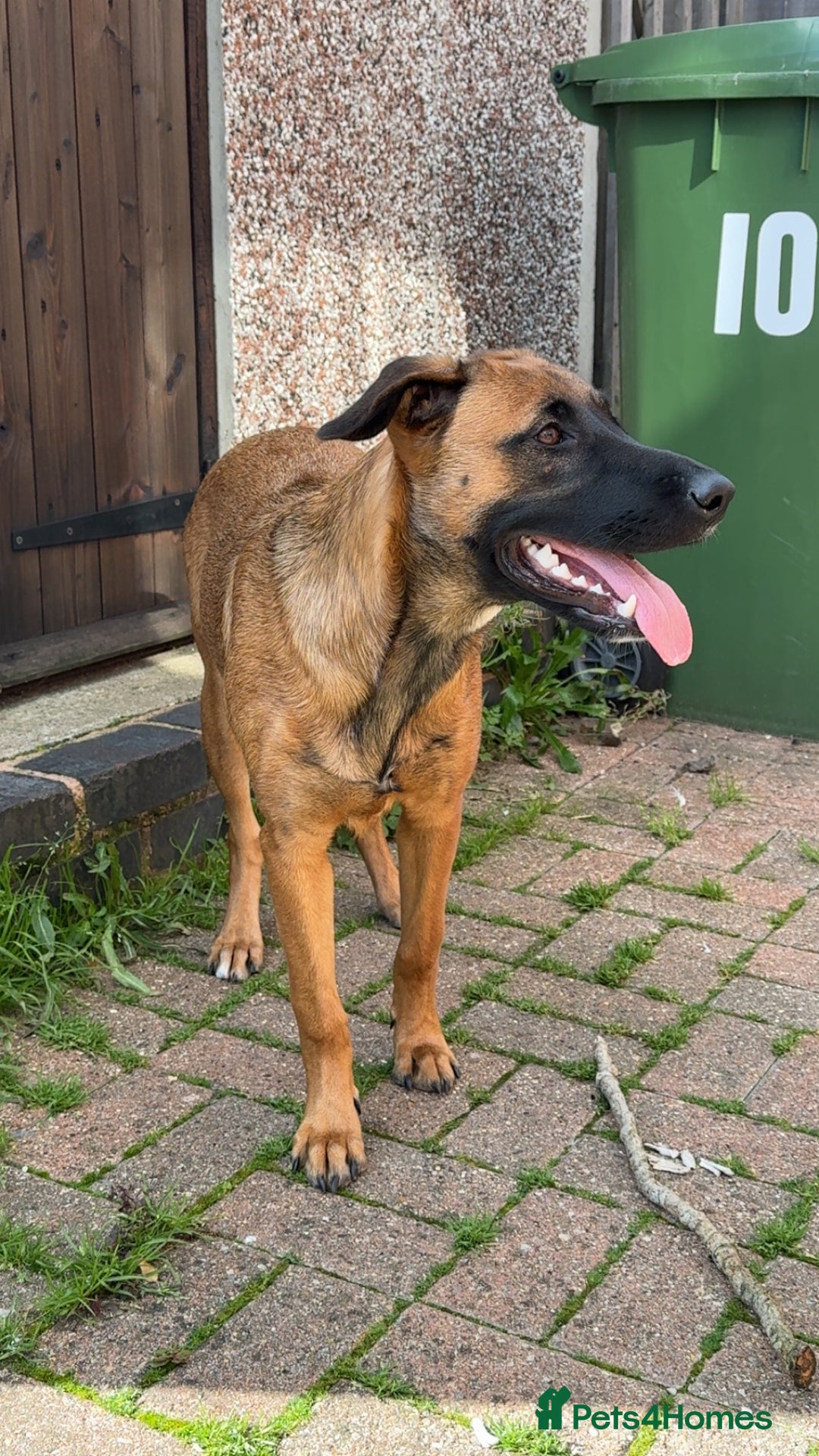 Mixed Breed dogs for sale: URGENT REHOME. Beautiful 6 month Belgian malinois  - Image 3