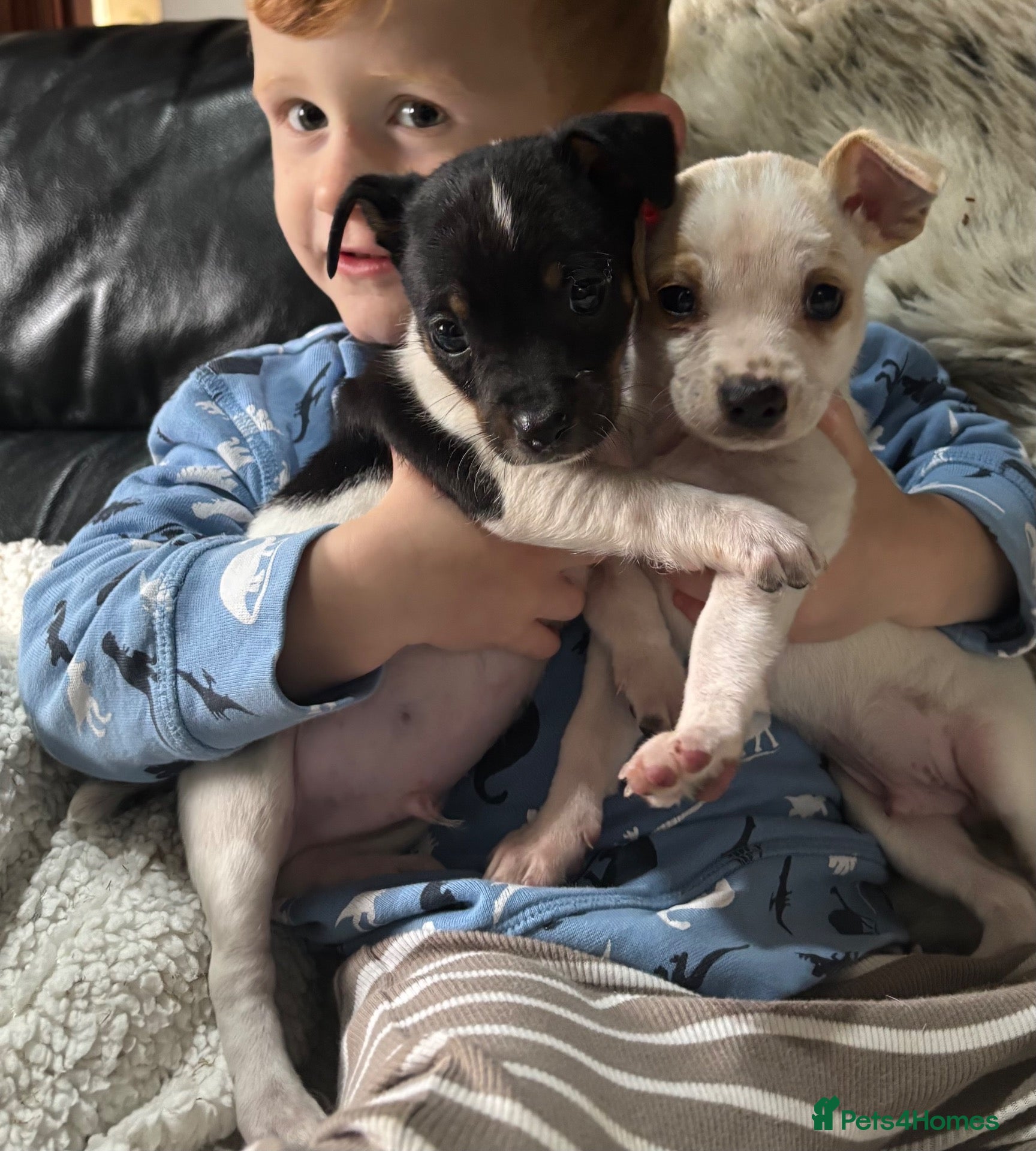 Jack Russell dogs jack Russel puppies for sale  - Advert 1