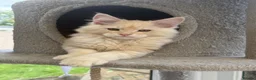 Maine Coon cats for sale: Outstanding TICA registered kittens - Advert 8