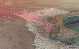 Snake reptiles for sale: Snake, vivarium and accessories  - Image 7