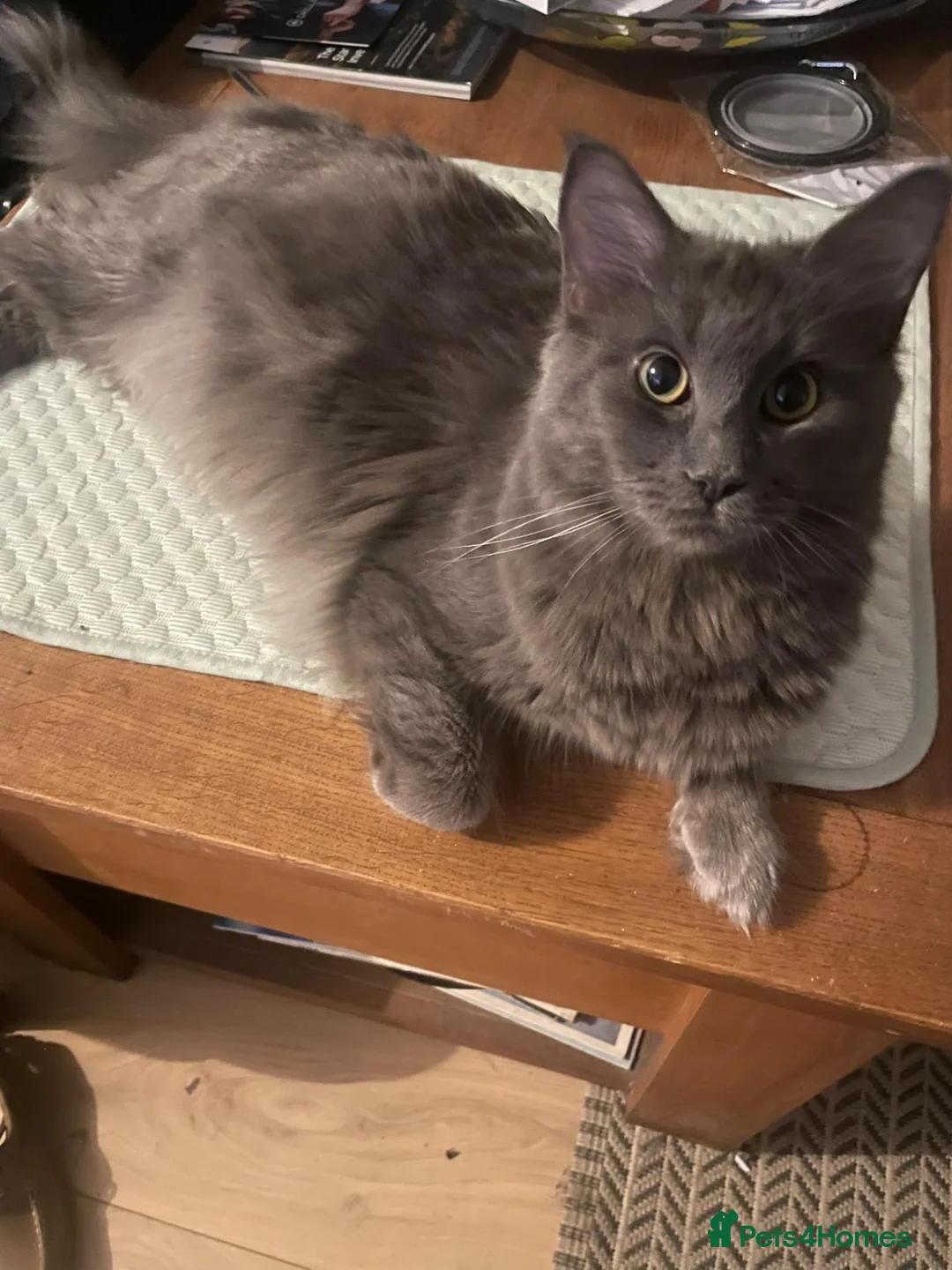 Maine Coon cats for sale: Adorable Maine Coon Kittens in Leicester - Advert 2