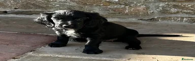 Sprocker 8
