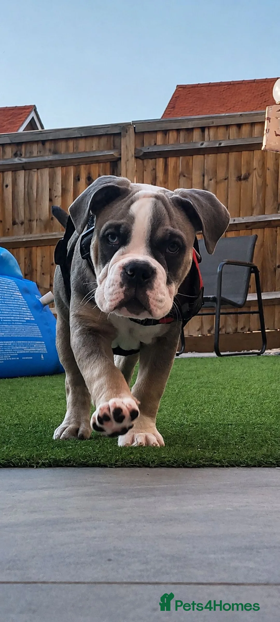 Mixed Breed dogs for sale: Stanley  - Advert 1
