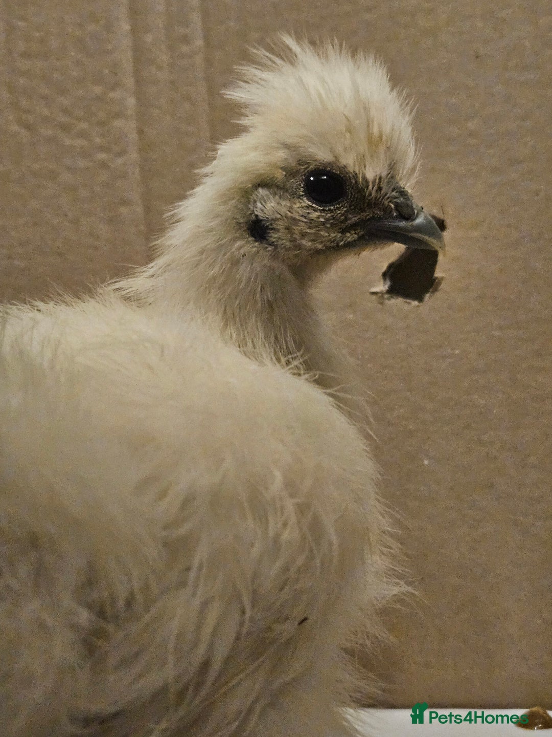 Chickens poultry for sale: 3 Silkie Purebreds for £90 - Advert 3