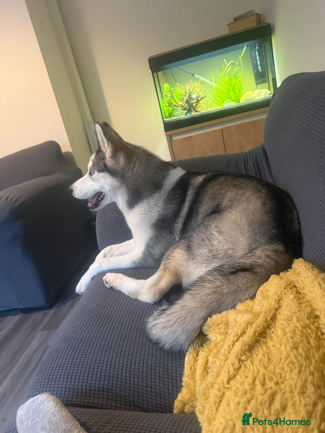Siberian Husky dogs for sale: Husky  in Leicester - Advert 3
