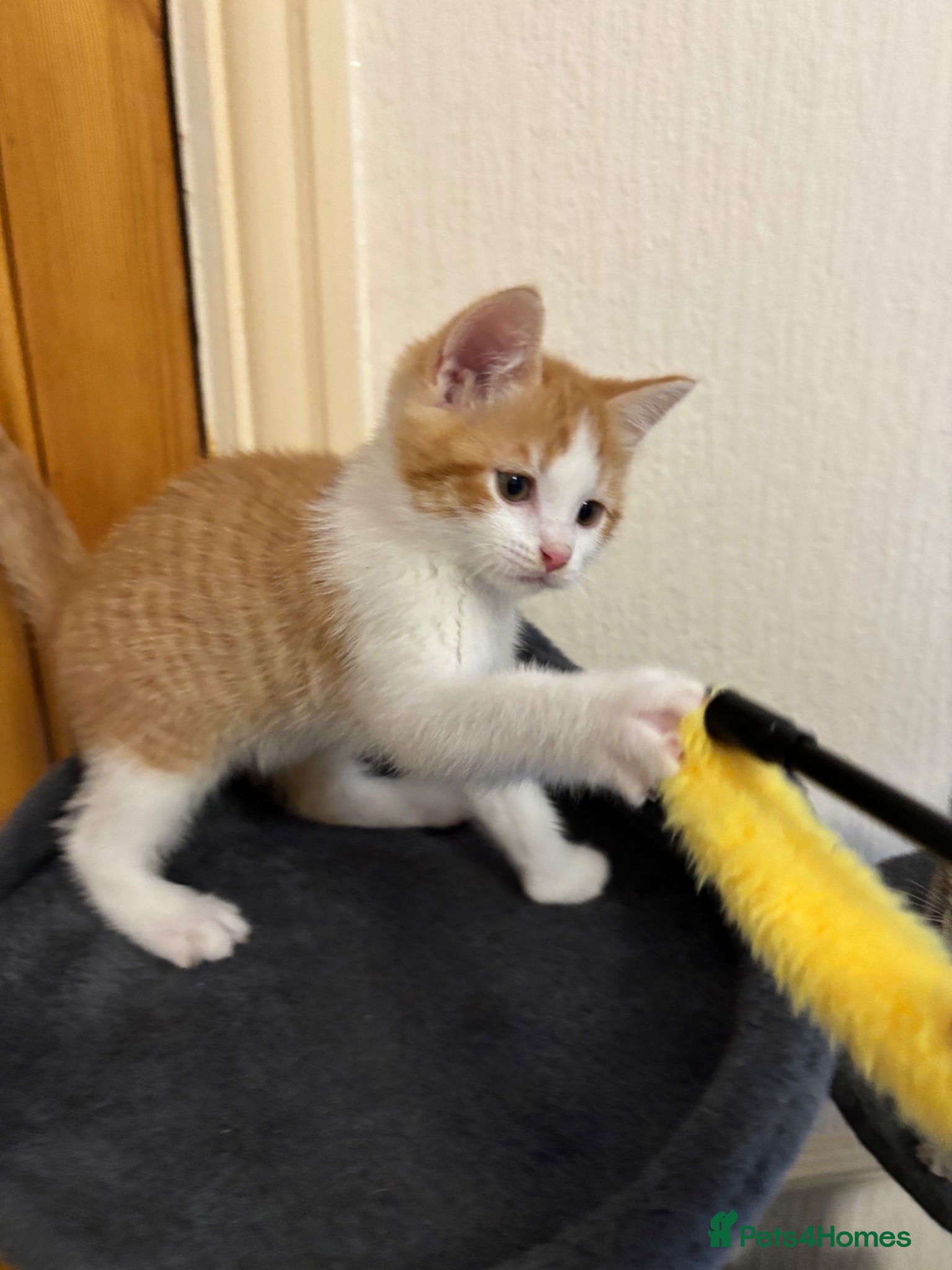 Mixed Breed cats for sale: 4 little kittens ready to find a loving home - Advert 4