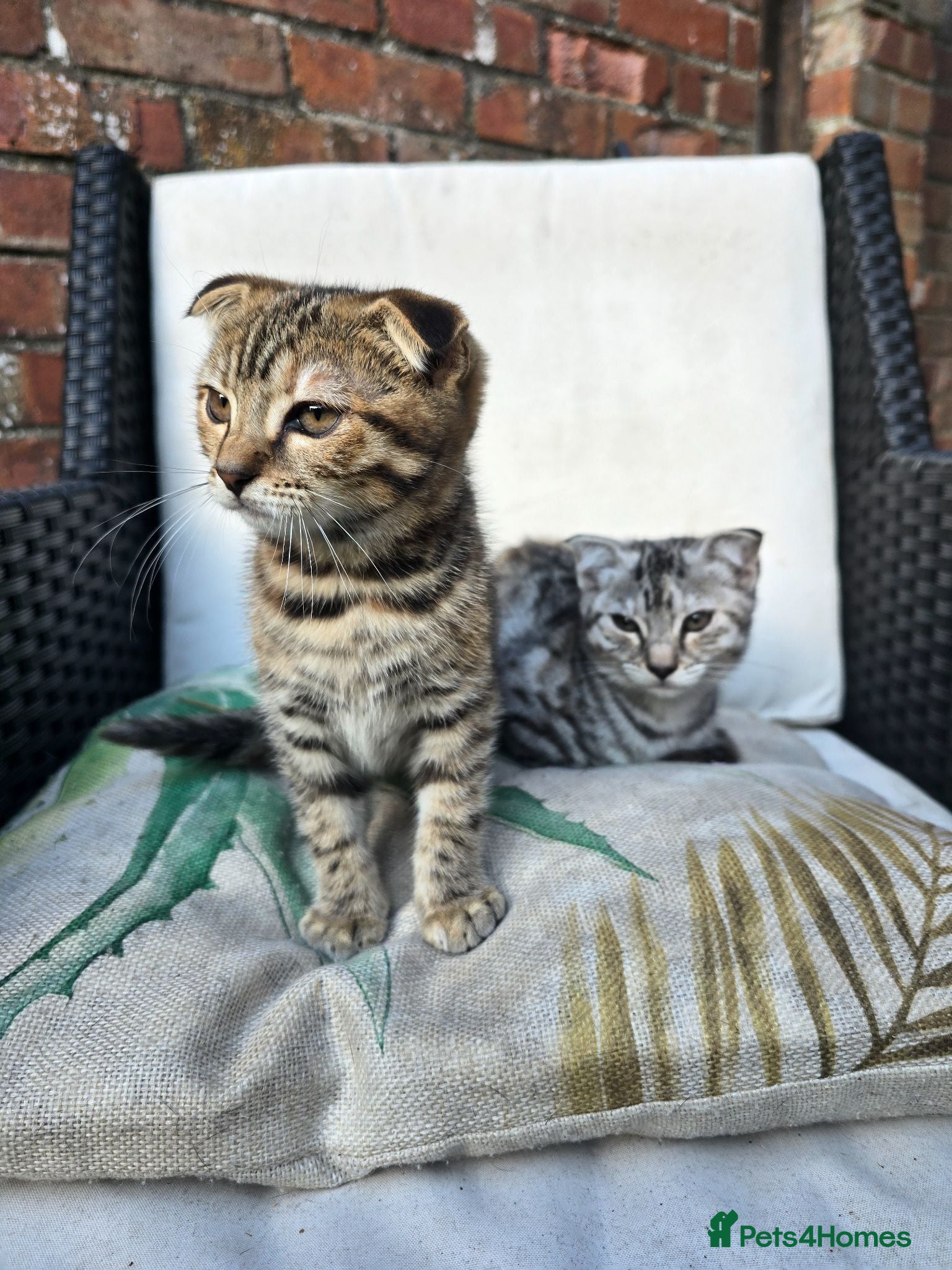 Bengal cats *READY NOW 2 GIRLS*Snow Bengal X kittens - Advert 1