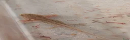 Axolotl reptiles for sale: Beautiful hypo baby Axolotls available last few  - Advert 26