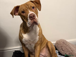 Alapaha Blue Blood Bulldog dogs Alapaha blue blood bulldog - Advert 1