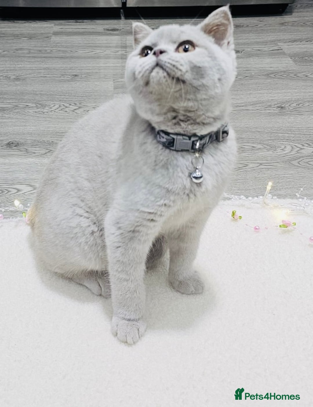 British Shorthair cats for sale: Beautiful Rare Fawn Lilac British Shorthair Girl! - Advert 10