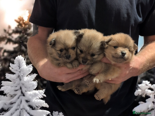 Pomeranian dogs The cutest little Teddy Bear merle poms - Advert 16