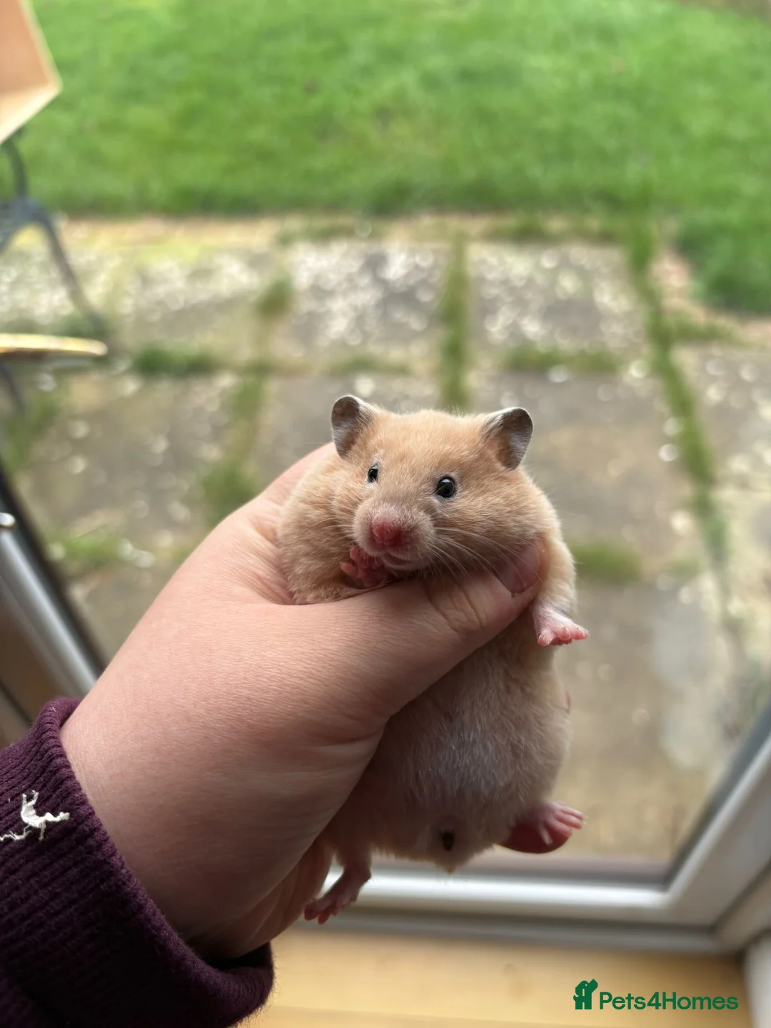 Hamster rodents for sale: Pedigree Syrian hamsters - Advert 12