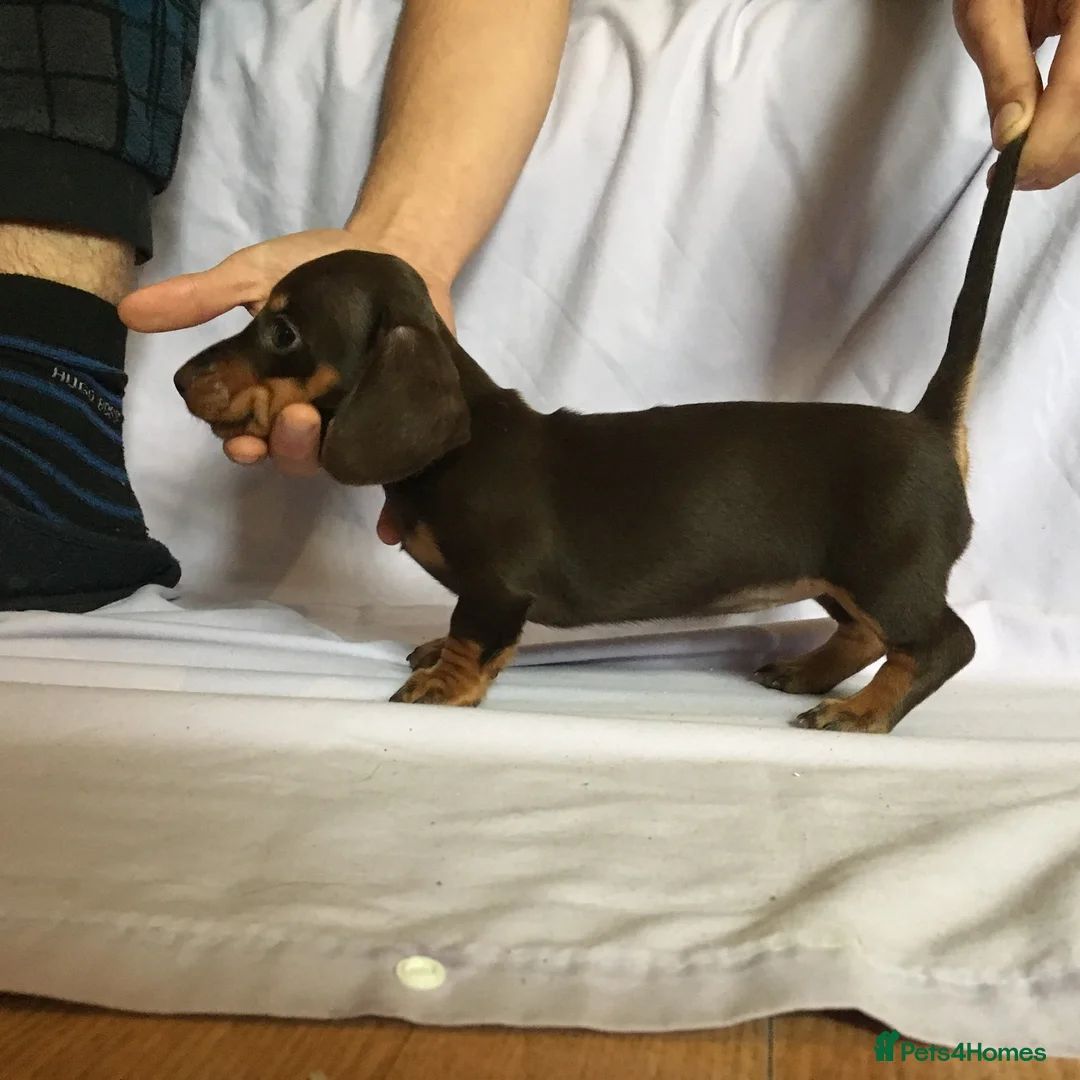 Dachshund dogs for stud: 4kg KC tiny expert Stud Oldham 100% successrecord  in Rochdale - Advert 2