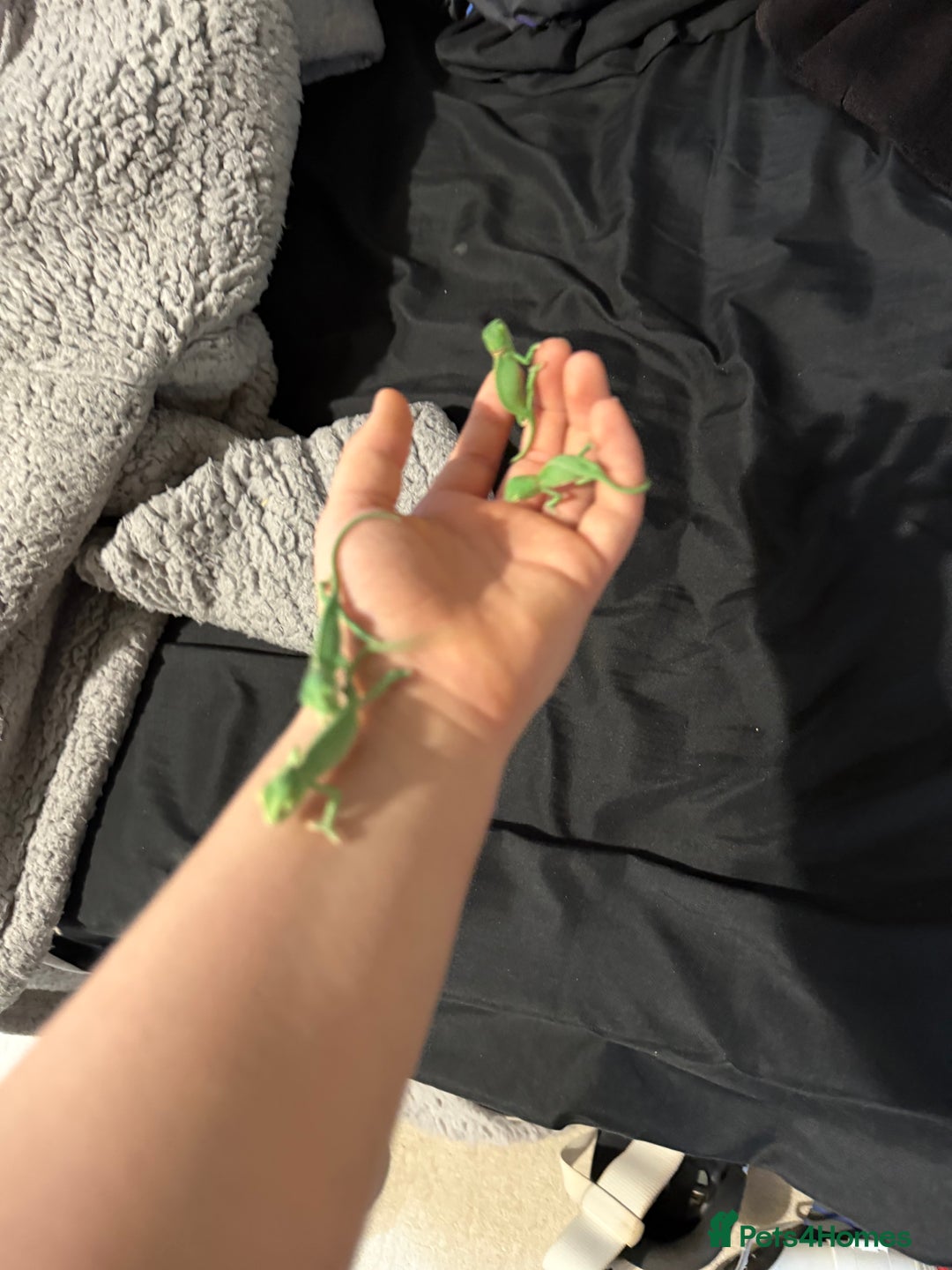 Chameleon reptiles for sale: Baby Yemen Chameleons - Advert 5