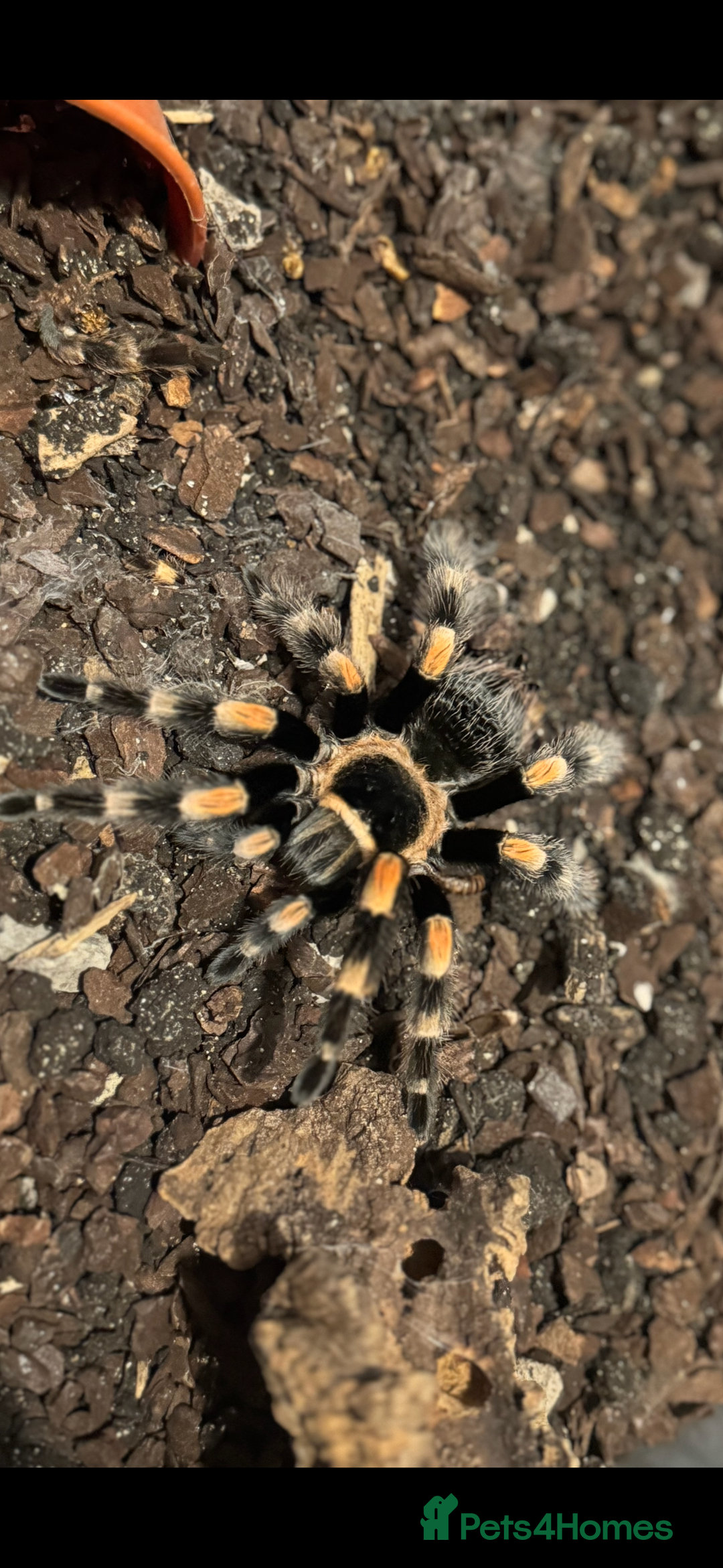 Spiders invertebrates for sale: 5 year old Mexican red knee tarantula  - Image 2