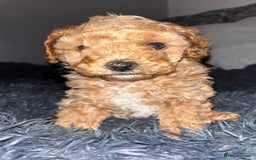Cavapoo dogs for sale: F2B Cavapoo puppies  - Image 2