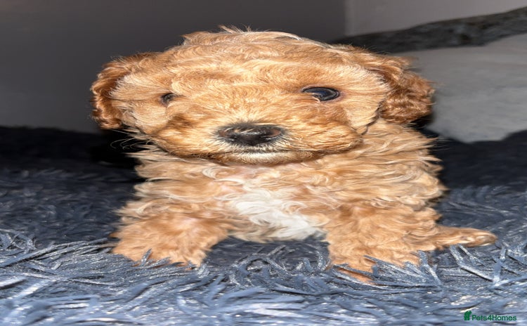 Cavapoo dogs - Advert 2