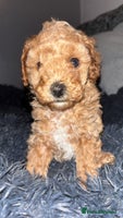 Cavapoo dogs - Advert 7