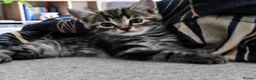 Mixed Breed cats for sale: Adorable Kittens Ready for Loving Homes ❤️ - Advert 3