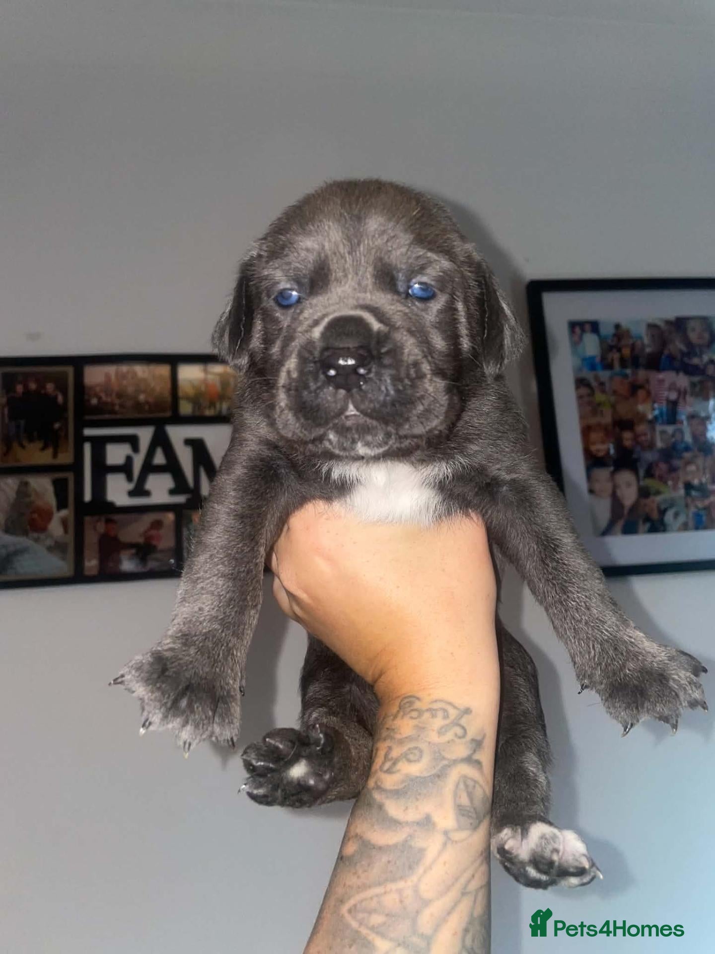 Cane Corso dogs Full breed cane corso puppies - Advert 1