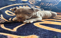American Bully dogs for sale: American pocket bully  - Image 3