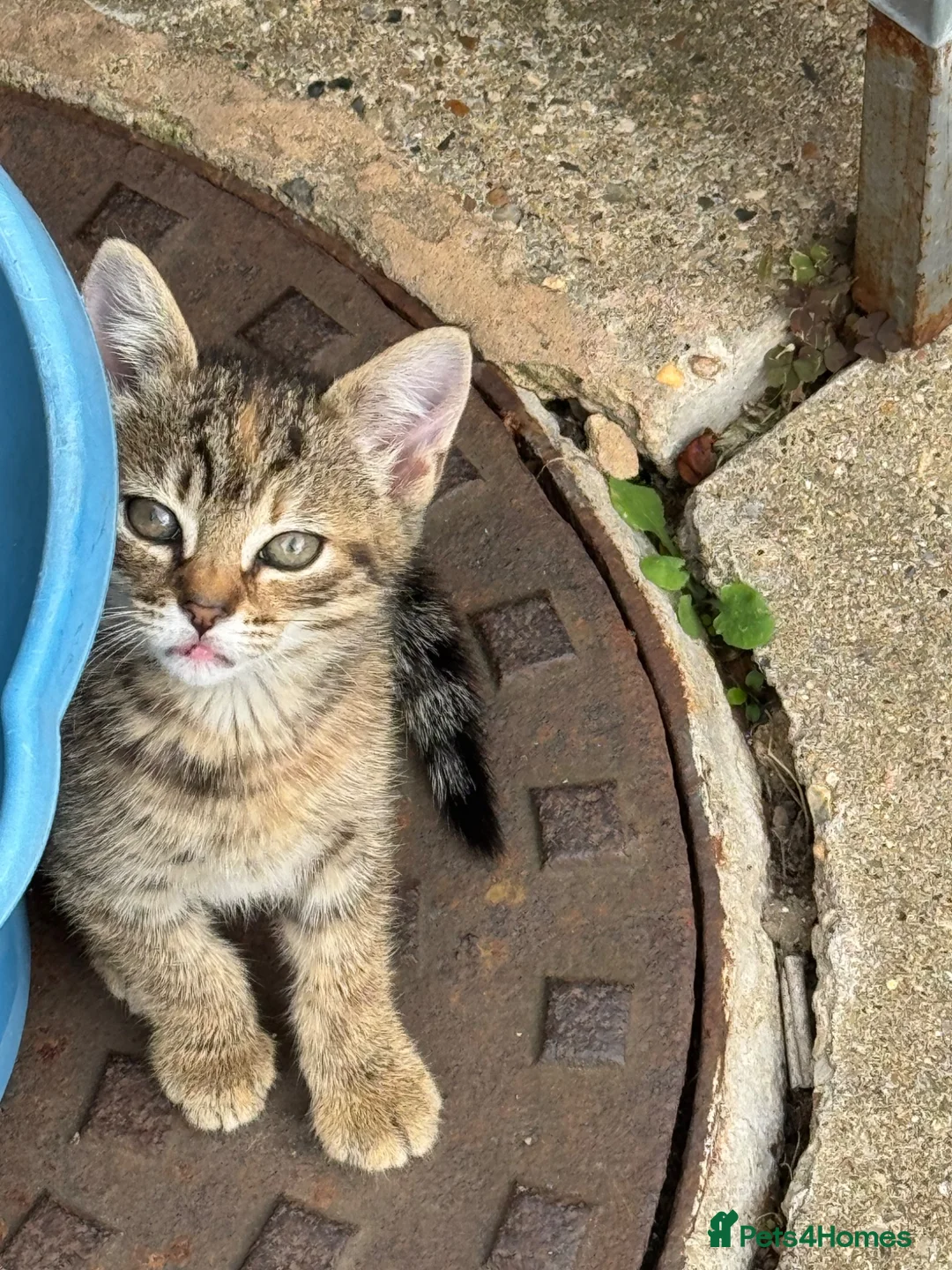 Mixed Breed cats for sale: Kittens for sale!  - Advert 29