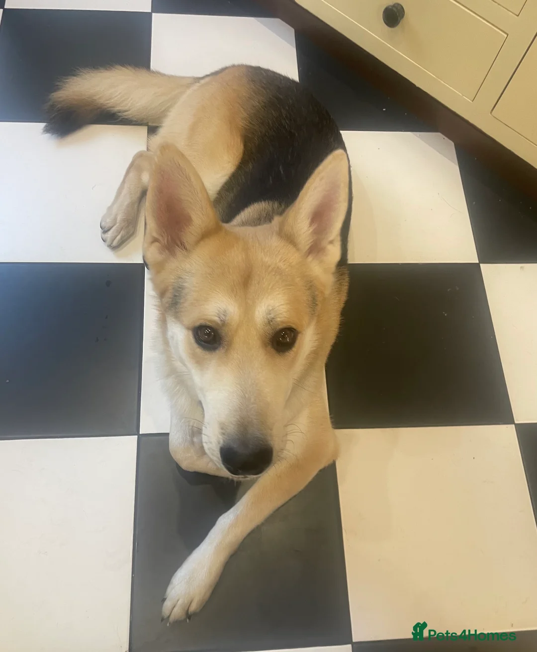 German Shepherd dogs for stud: Exceptional bi-coloured German Shepherd  - Advert 4