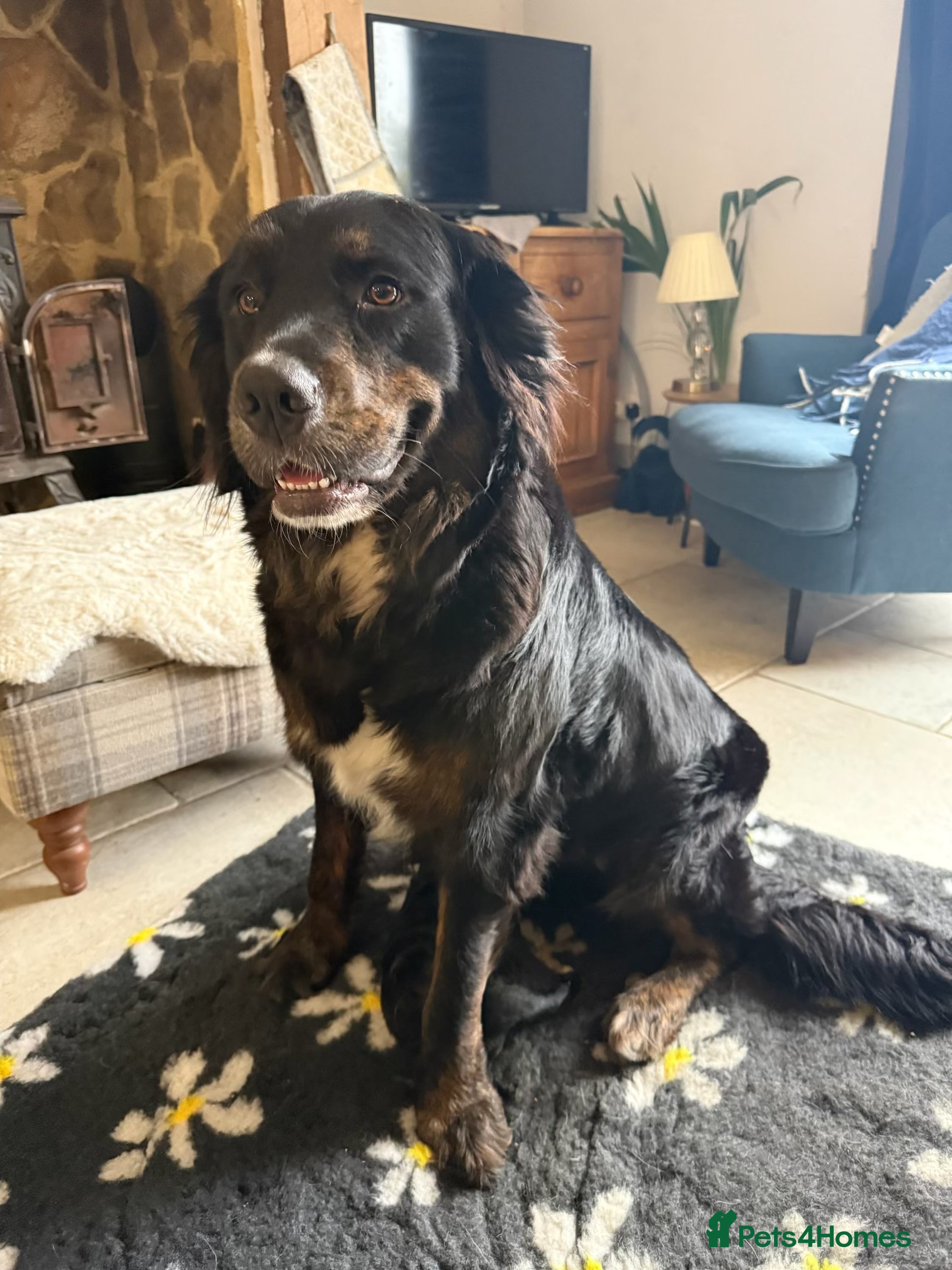 Mixed Breed dogs Stunning Golden Mountain Puppy in Bishop Auckland - Advert 2