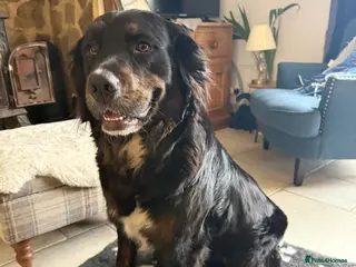 Mixed Breed dogs Stunning Golden Mountain Puppy in Bishop Auckland - Advert 15