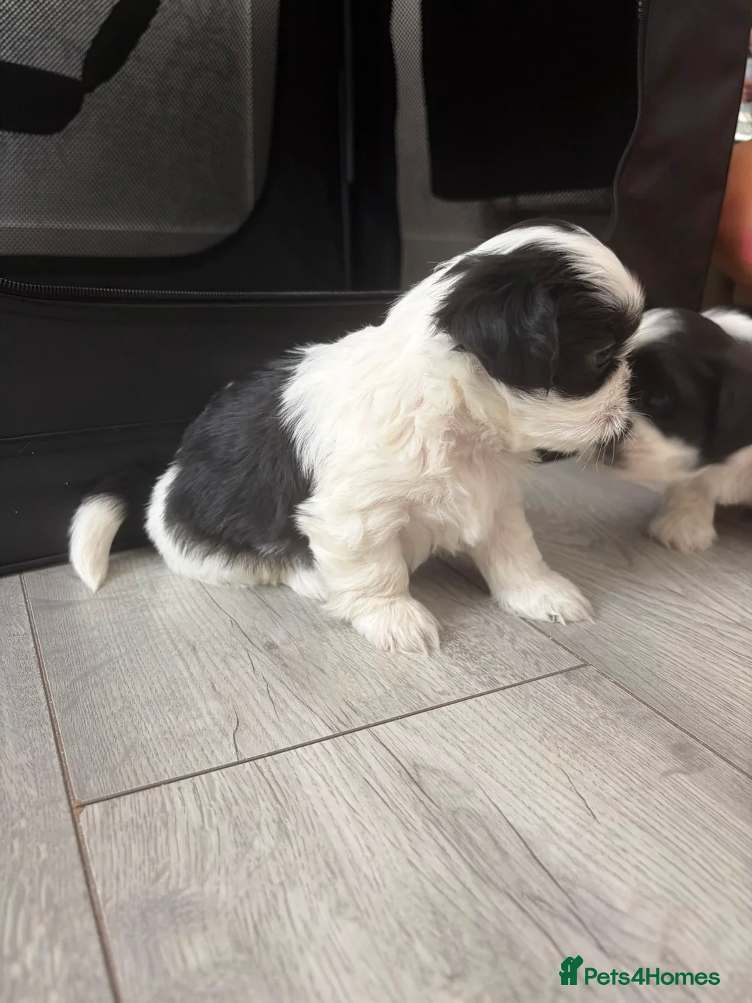 Shih Tzu dogs for sale: Shih tzu - Advert 40