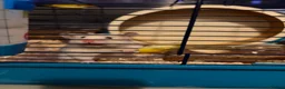 Hamster rodents for sale: Evie the Hamster in Radstock - Advert 3
