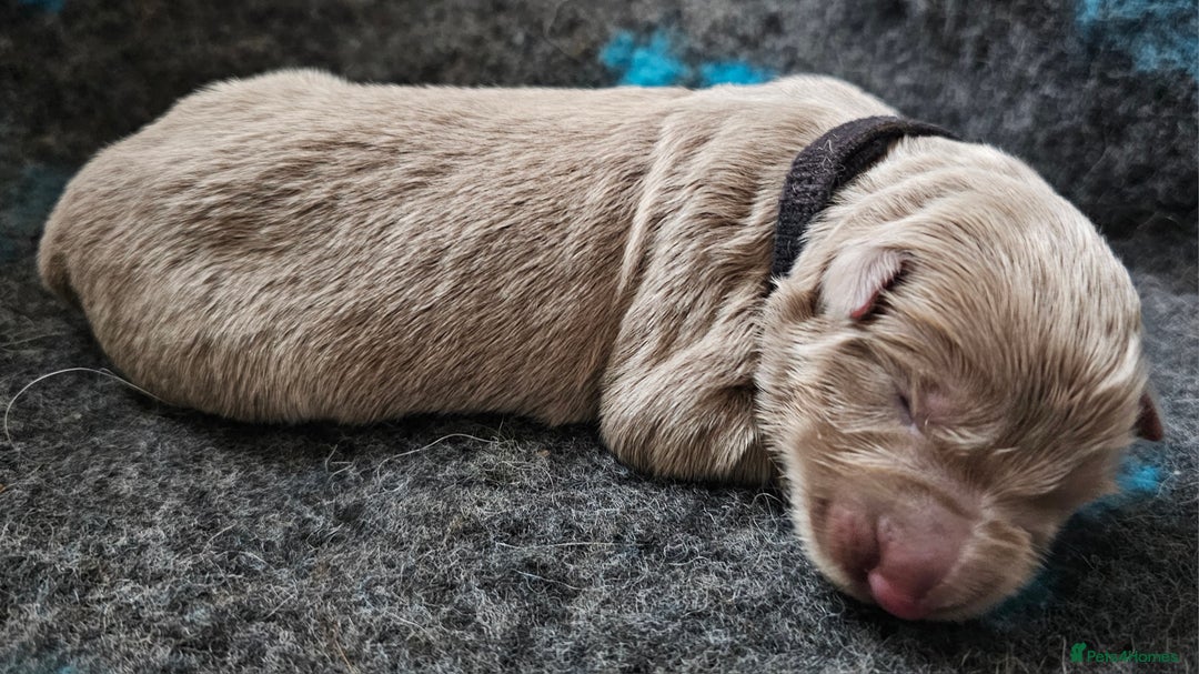 German Shepherd dogs for sale: ✴️3 purebred KC registered straight back GSP's✴️ - Advert 13