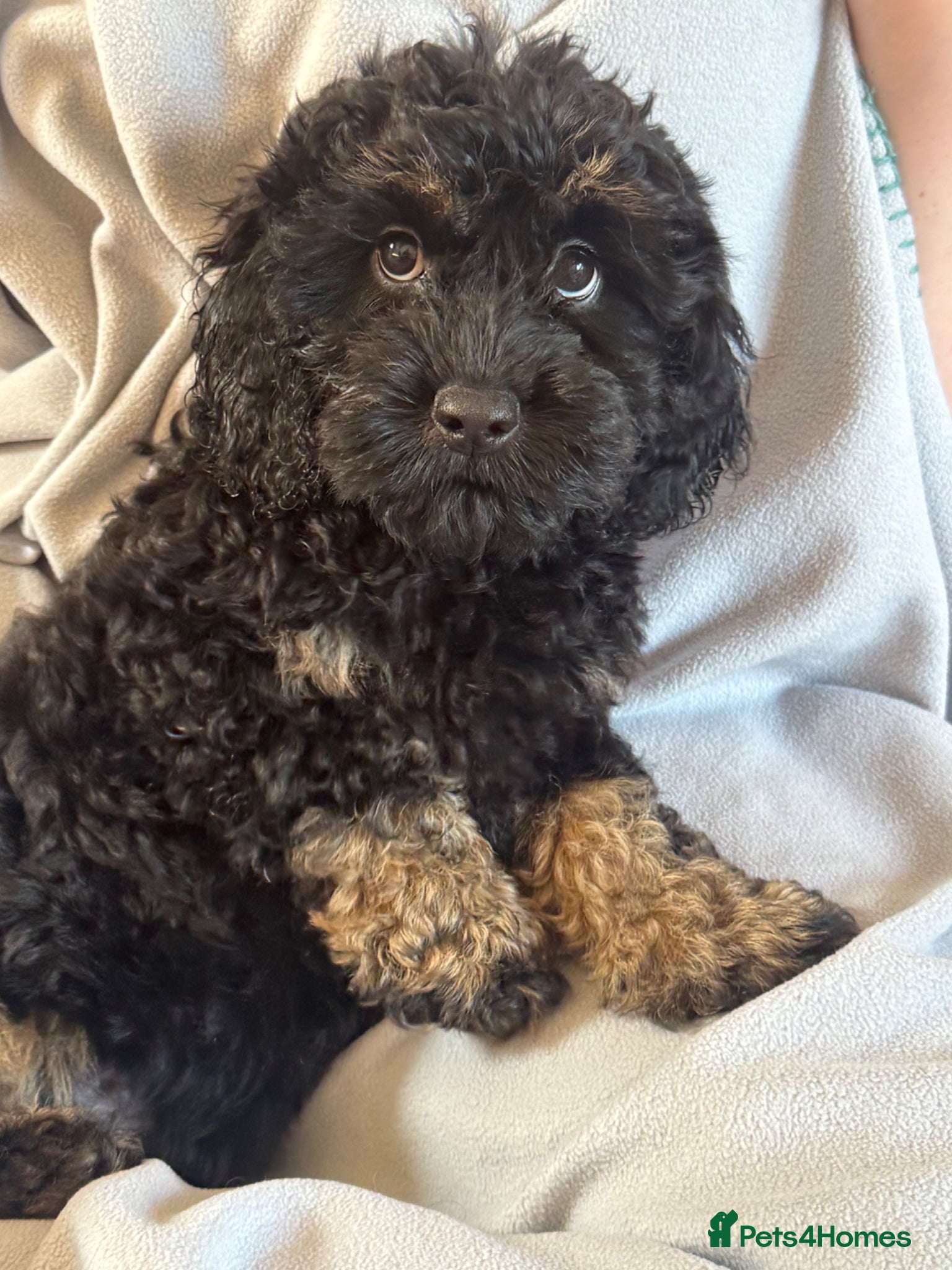 Cockapoo dogs *LAST BOY AVAILABLE* F1 toy cockerpoo puppies - Advert 8