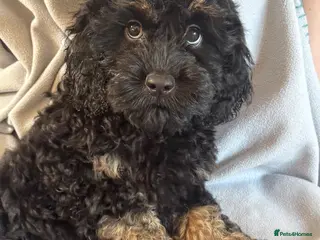 Cockapoo dogs *LAST BOY AVAILABLE* F1 toy cockerpoo puppies - Advert 8