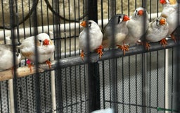 Finches birds for sale: Zebra finches  - Image 5