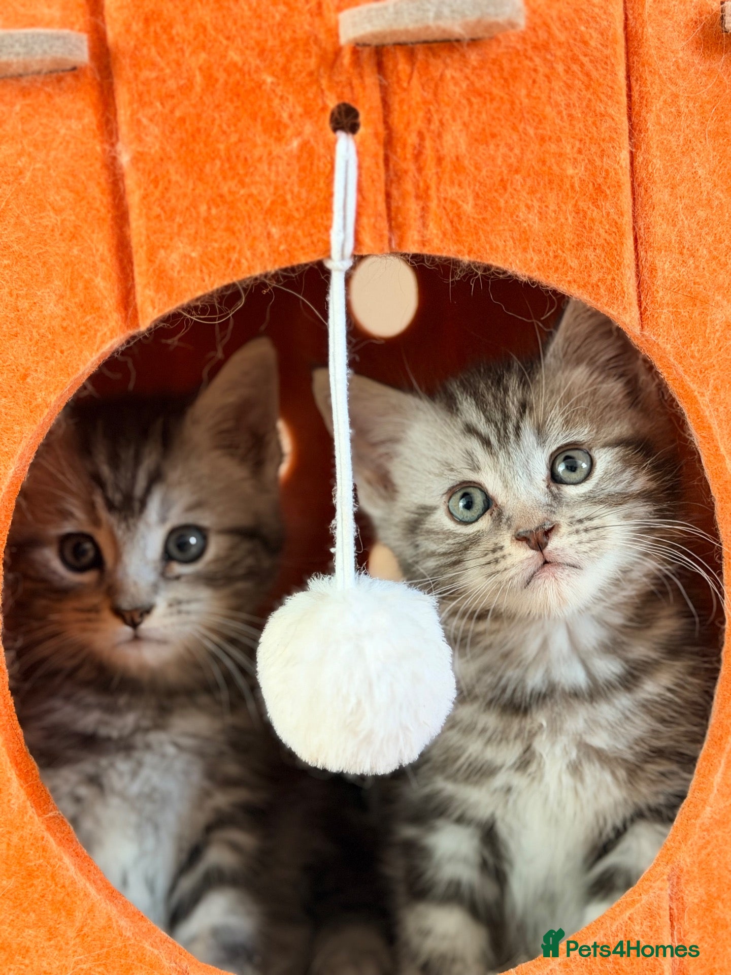 Maine Coon cats Gorgeous Maine Coon Kittens Ready Soon 🐾 - Advert 1