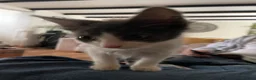 Mixed Breed cats for sale: 2 grey and white boys 2 torte girls  - Advert 2