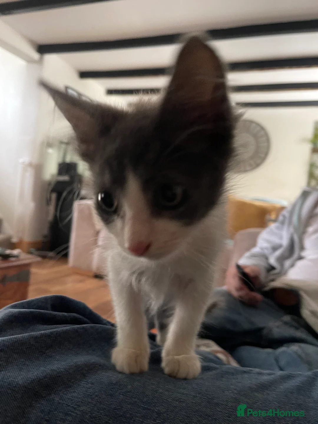 Mixed Breed cats for sale: 2 grey and white boys 2 torte girls  - Advert 2