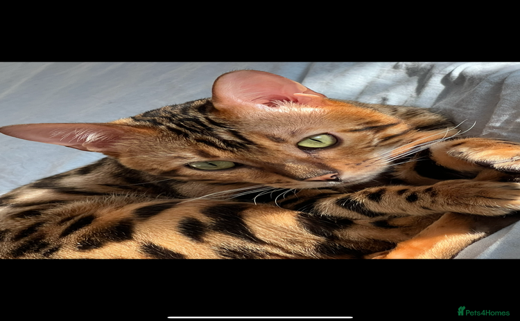 Bengal cats - Advert 1