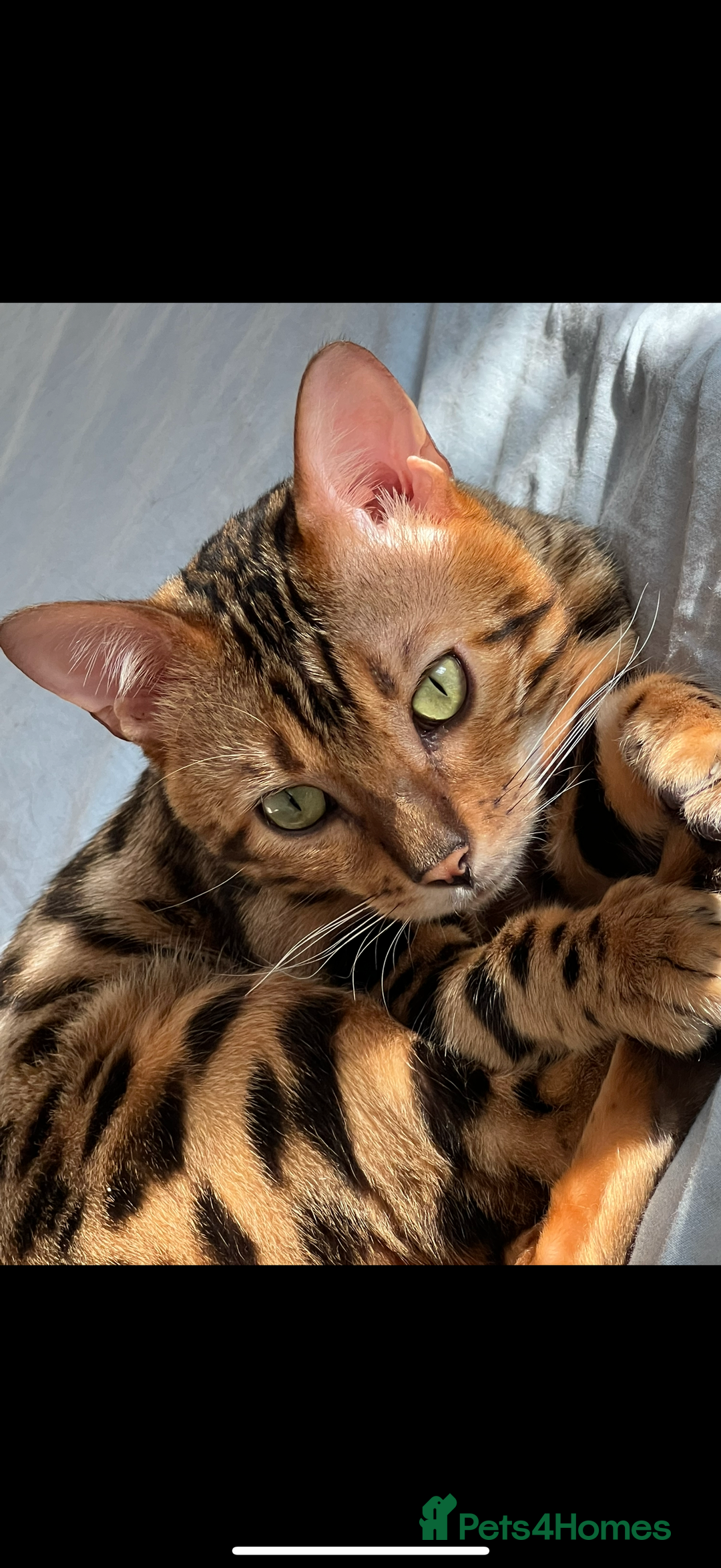 Bengal cats for sale: King is not only cat is a main character! - Image 1