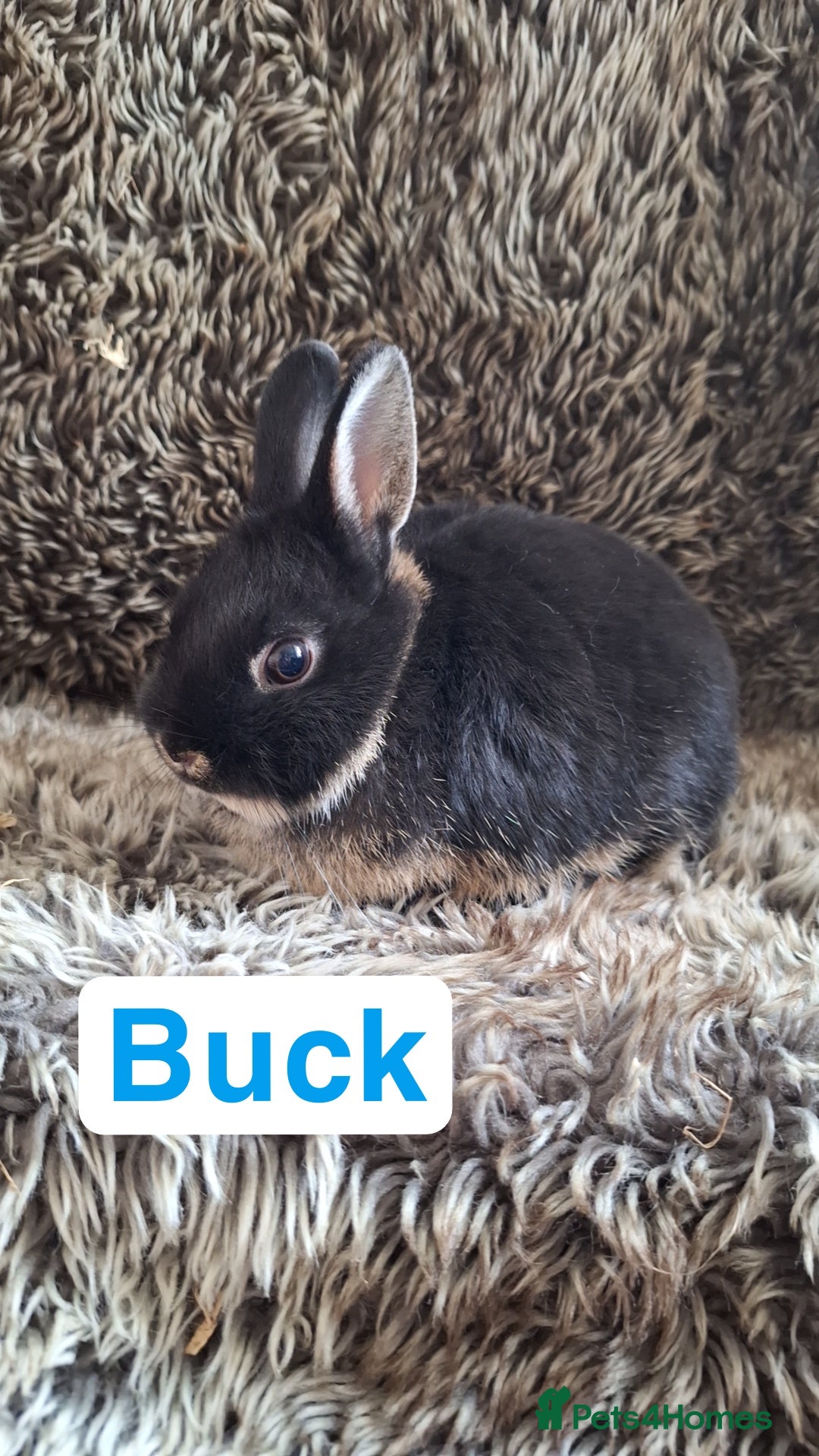 Netherland Dwarf rabbits for sale: Pure Netherland Dwarf Baby Bunnies - Image 4