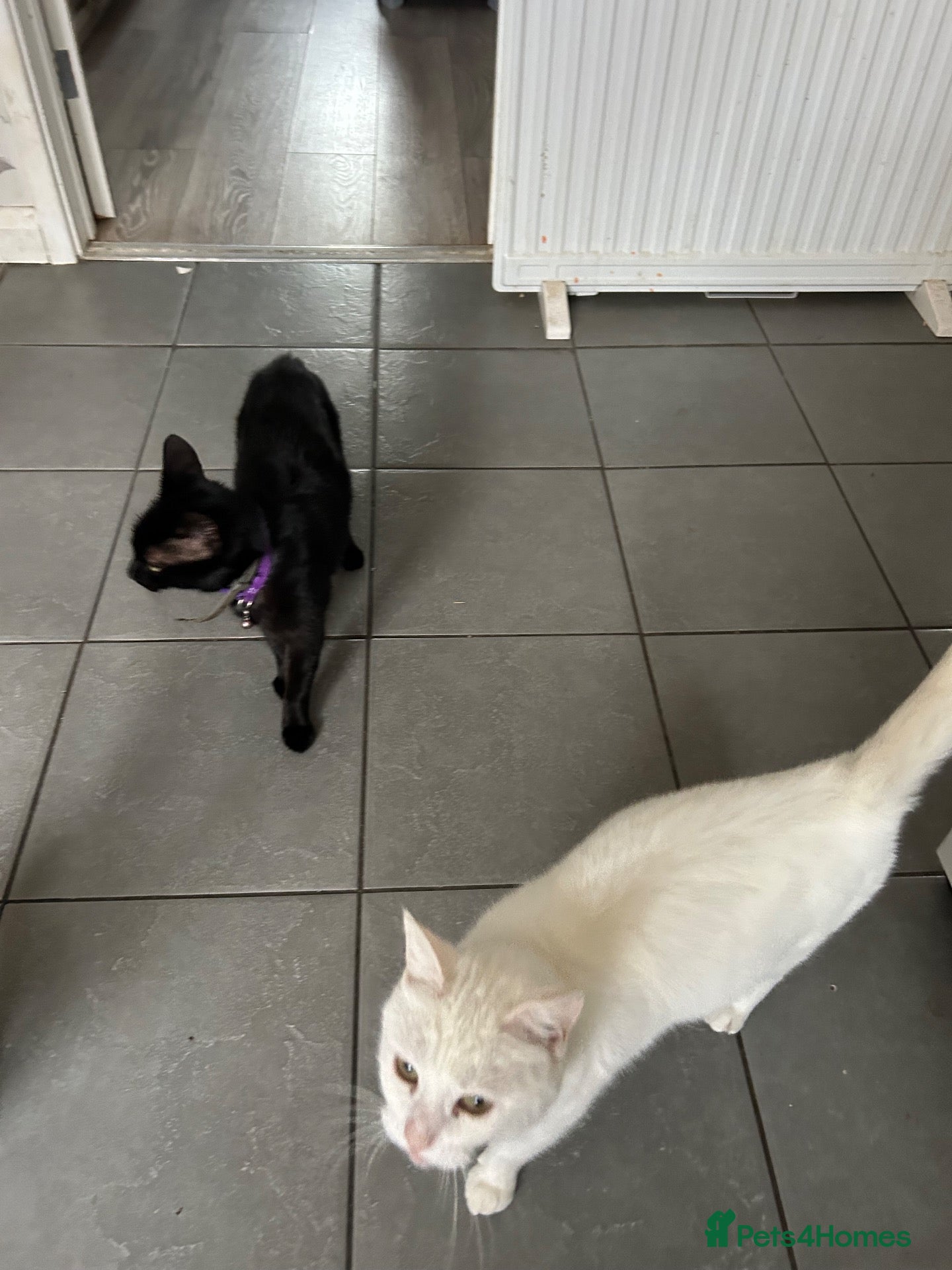 Mixed Breed cats Mixed breed kittens - Advert 15