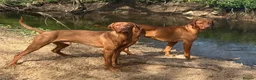 Hungarian Vizsla dogs for sale: Hungarian Vizsla expected litter June 2026 in Richmond - Advert 4
